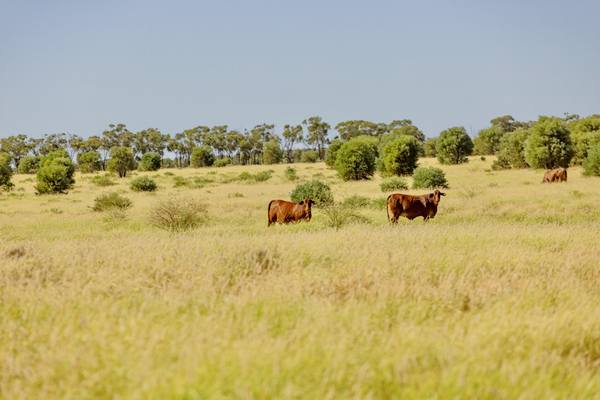6735 Adavale Road, Blackall QLD 4472