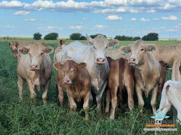 "HELEN DOWNS", Julia Creek QLD 4823