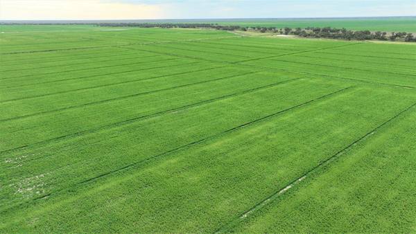 Pretty Pine Road, Deniliquin NSW 2710