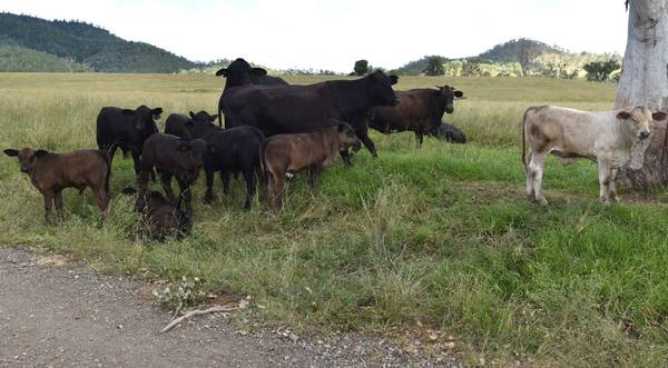 Western Branch Road, Mount Stanley QLD 4314