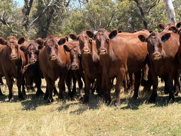 281 Crower Road, Avenue Range SA 5273