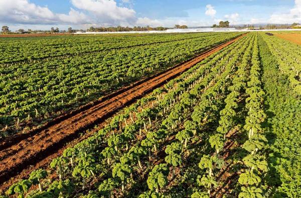 Perm 4.7ML Northern Adelaide Plains T2 Groundwater, Virginia SA 5120