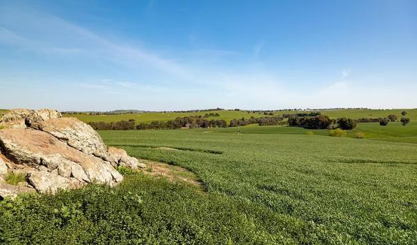 246 Wantabadgery Road , Wantabadgery NSW 2650