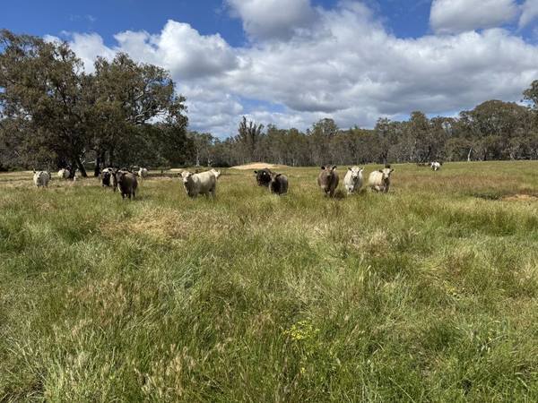 Ledcourt Road, Ledcourt VIC 3385