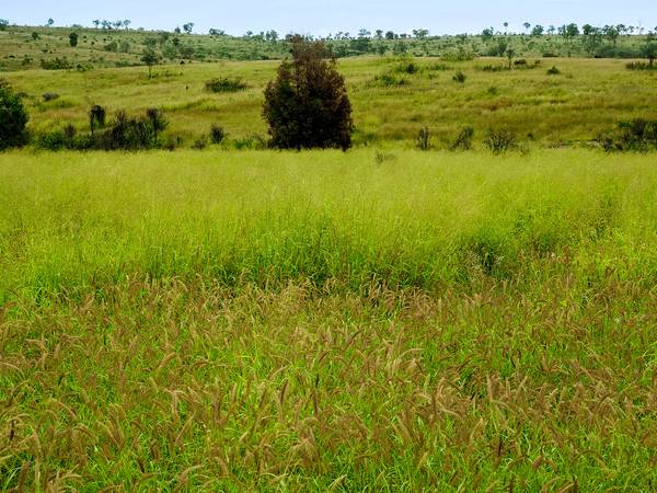 'Telemon', Woolein Via Banana QLD 4702