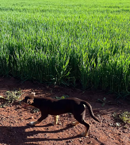 Coloma, Dubbo NSW 2830