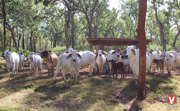 Far North QLD Carbon And Cattle Station&comma; QLD 4000