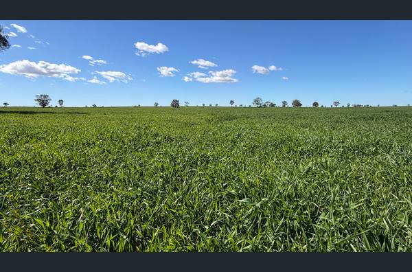 3847 Yarrandale Road, Hermidale NSW 2831