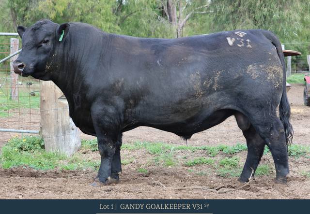 Gandy Angus 2025 Annual Bull Sale