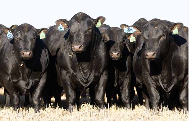 Mandayen Angus Bull Sale