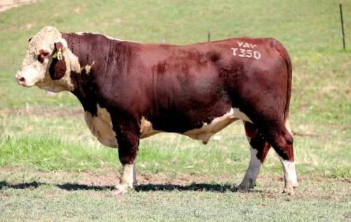 Yavenvale Poll Hereford Bull Sale 