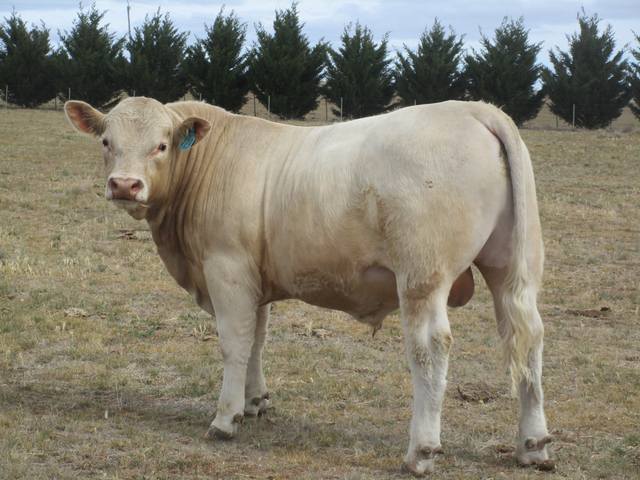 Curragindi Charolais Bulls for sale