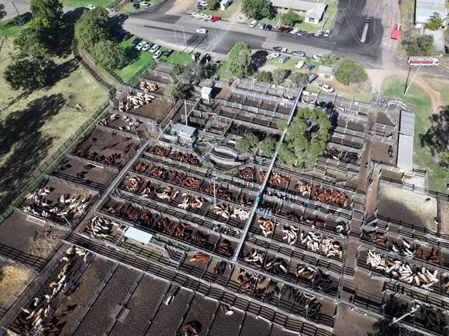 2nd Annual Pre-Weighed Weaner Sale