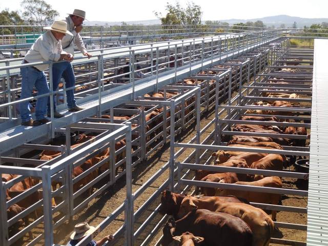 Bartholomew & Co Auctioneers Weaner Sale – 500 Head Cattle