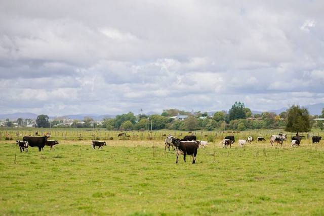 Kempsey Stock & Land Feature Weaner Sale — Cattle