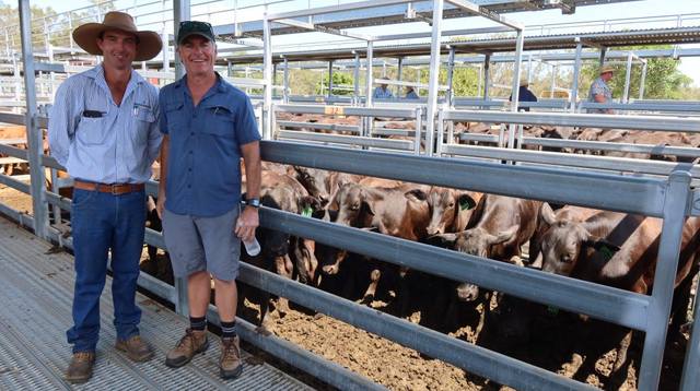 Bartholomew & Co Store Sale – Beaudesert Cattle