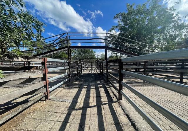 Gooch Agencies Gloucester Store Sale – 500 Head Cattle