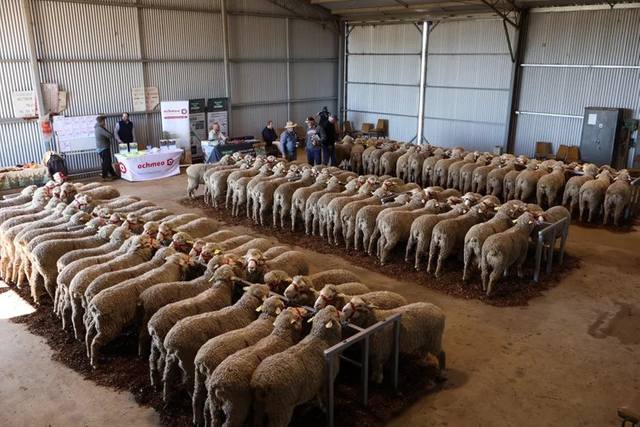 Parkdale SRS® Ram Sale