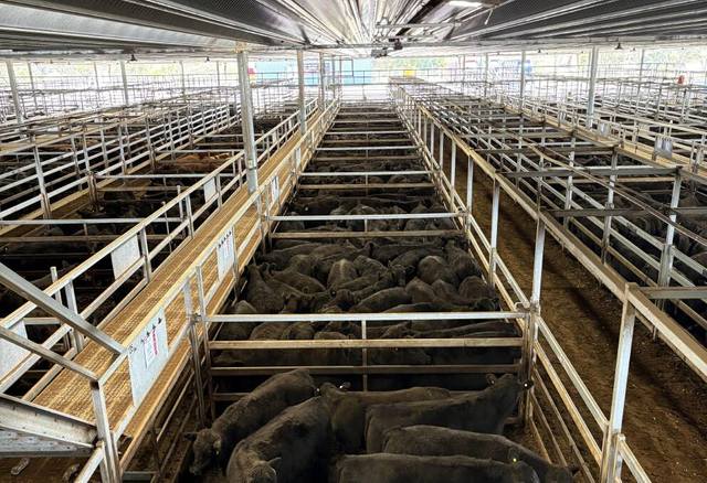CTLX Carcoar Store Sale – 525+ Head Cattle (Steers & Heifers)