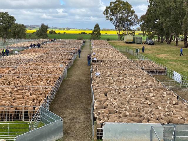 Mid North Feature Ewe Sale
