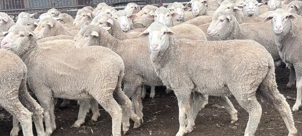 Jamestown Sheep Market (Elders & Nutrien) Feature Ewe Sale – 14,467 Merino Sheep