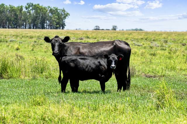 2001 Millmerran Cecil Plains Road, Millmerran QLD 4357