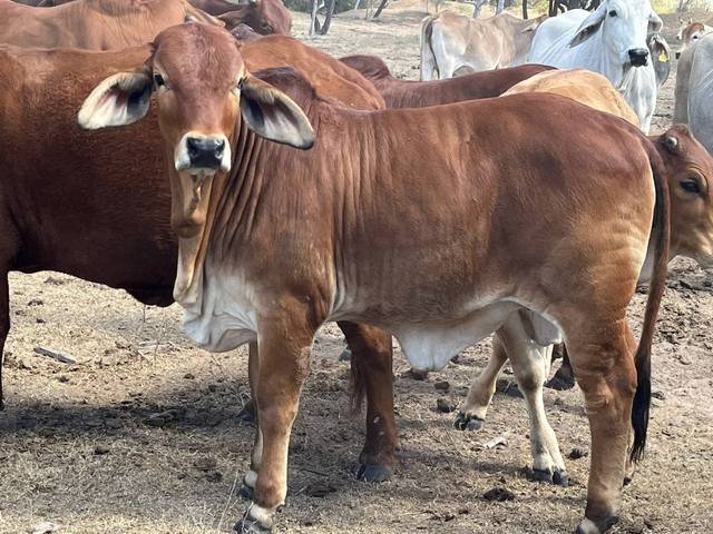 Thirlestone, Pentland QLD 4816