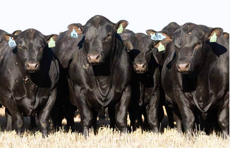 Mandayen Angus Bull Sale