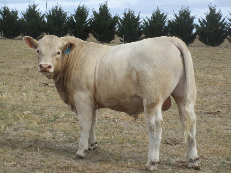 Curragindi Charolais Bulls for sale