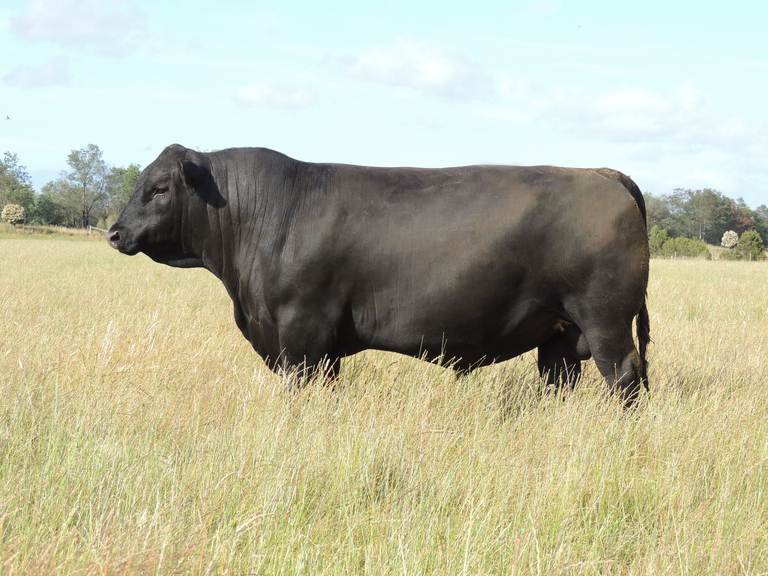 2026 Wattlewood Angus Bull Sale