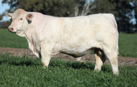 Wakefield Annual sale