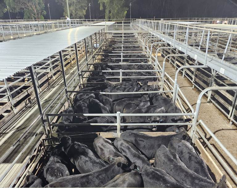 Maitland Annual Feature Weaner Sale