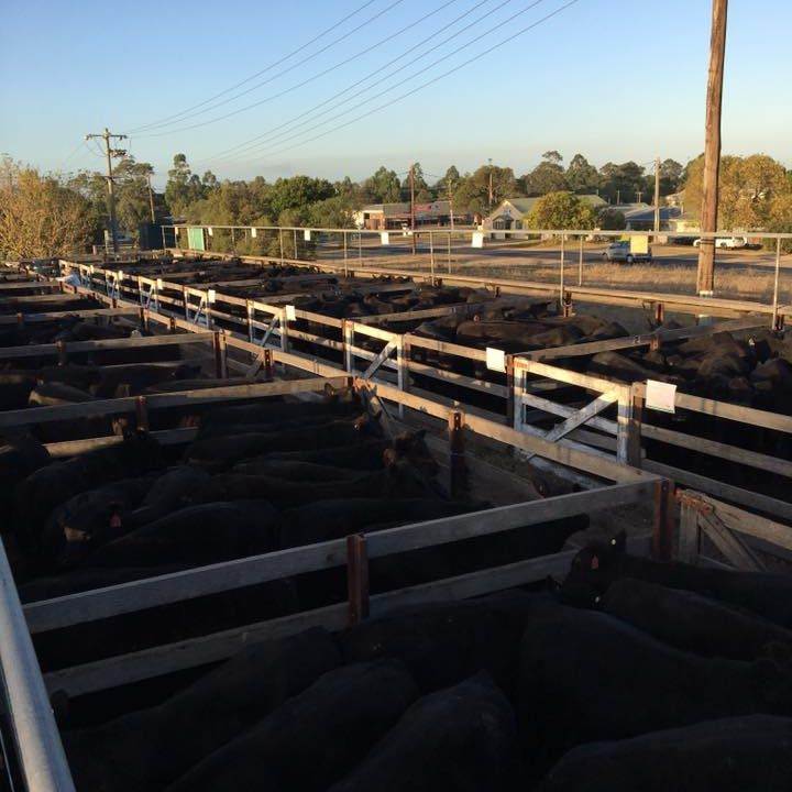 Bairnsdale Store Sale – 1,500 Head
