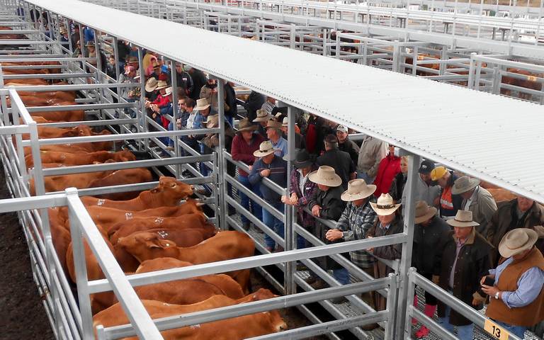 Beaudesert Store Sale – 400 Head