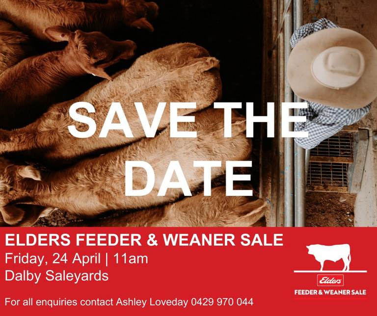 Elders Dalby Feeder & Weaner Sale – EU Accredited