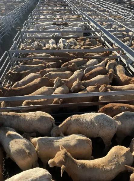 Shepherdson & Boyd Toogoolawah Weaner & Store Sale – 2,500 Head Cattle