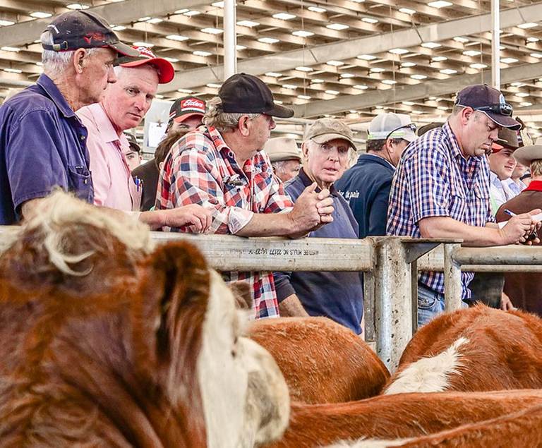 South Gippsland Associated Agents EVLX Leongatha Store Sale 2500 Cattle