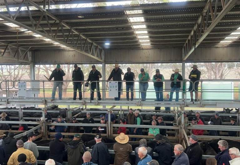 Nutrien Livestock Tasmania TLX Powranna Weaner Sale 2800 Cattle