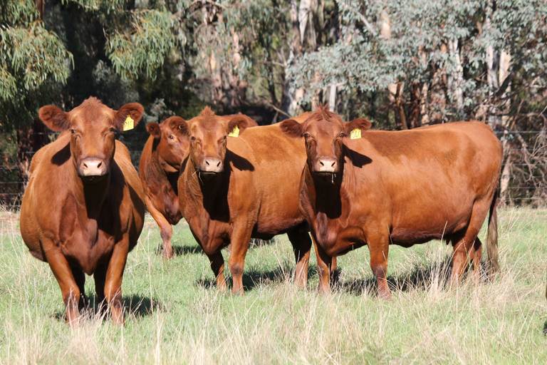Victorian Livestock & Property Coolongolook Herd Dispersal