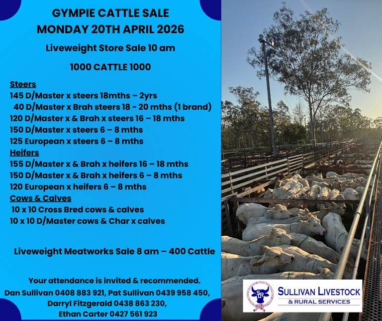 Sullivan Livestock & Rural Services Gympie Liveweight Store Cattle Sale 1000 Cattle