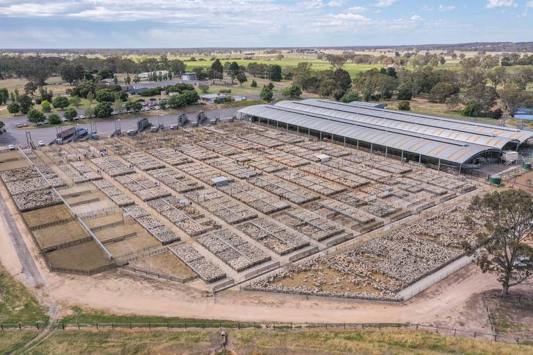 Naracoorte Combined Agents Store Sale Cattle & Sheep