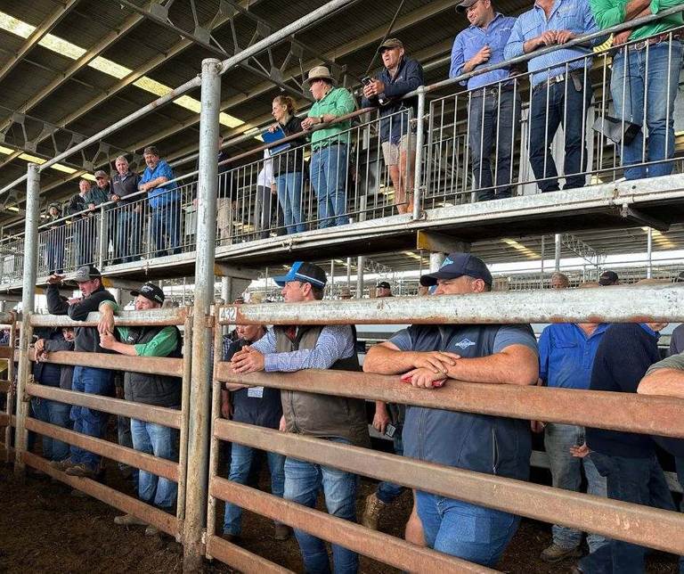 WVLX Mortlake April Store Sale 6500 Cattle