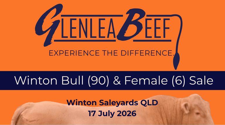 Glenlea Beef Winton Bull Sale — 80 Charolais Bulls, 10 Simmental Bulls and 6 PTIC Cows with Bull Calves at Foot.  
