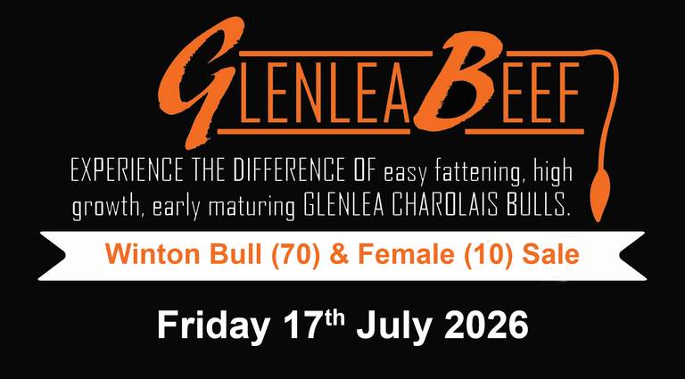 Glenlea Beef Winton Bull & Female Sale — 80 Head Charolais Cattle