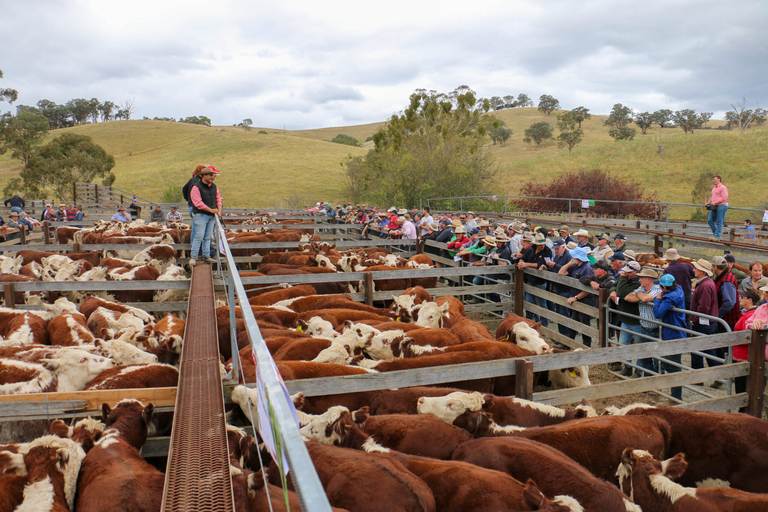 Upper Hunter White Face Store Sale – 800 Head Cattle