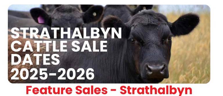 Strathalbyn Feature Cattle Sale – 1,000 Head Cattle