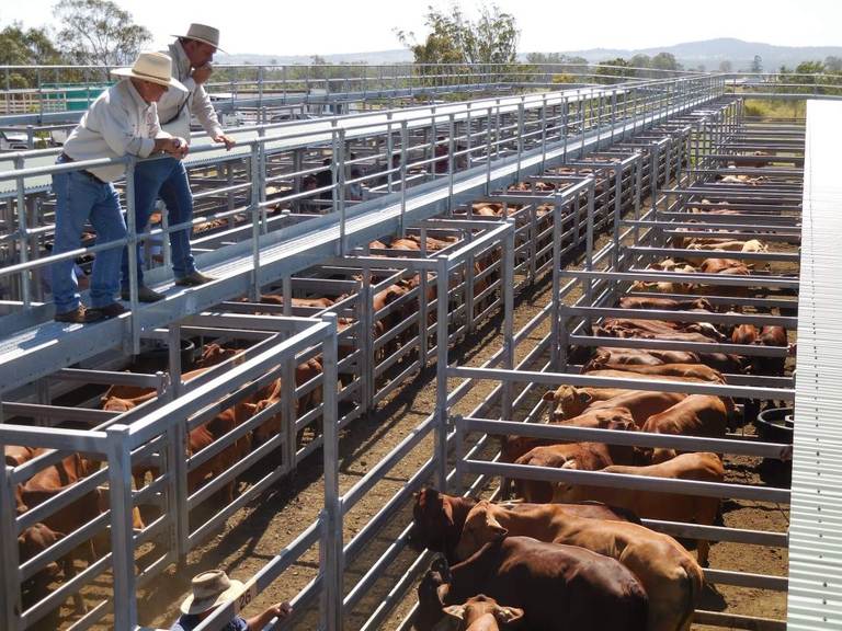 Bartholomew & Co Auctioneers Weaner Sale – 500 Head Cattle