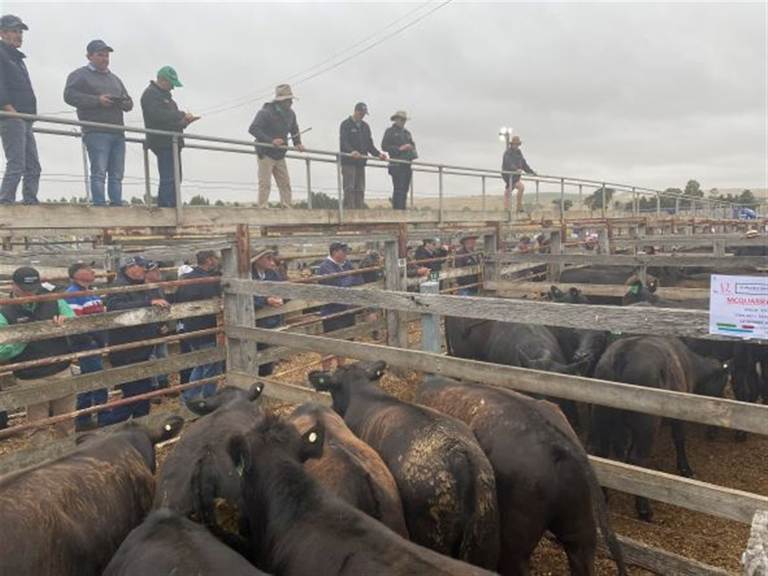Casterton Mid Year Store Sale — 1,000 Head Cattle