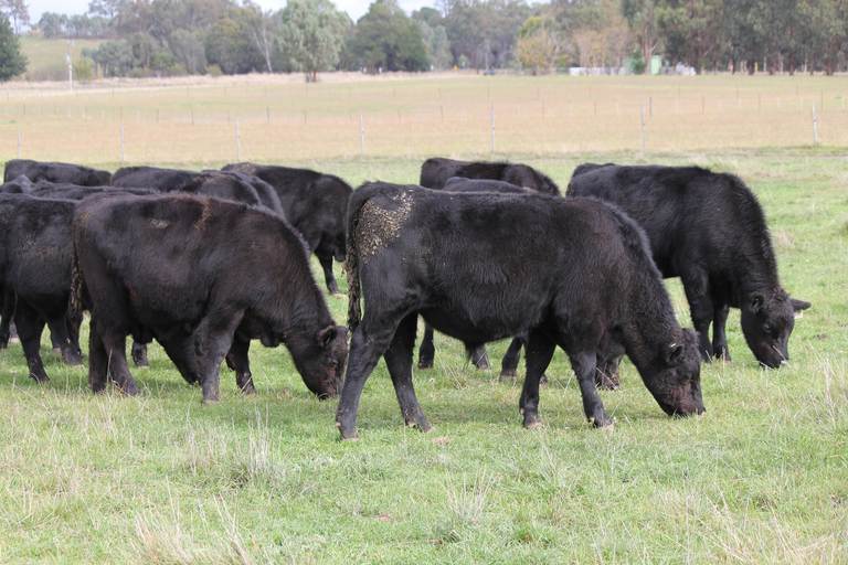 Victorian Livestock Property Autumn Feature Grown & Weaner Sale – 4,000 Head Cattle