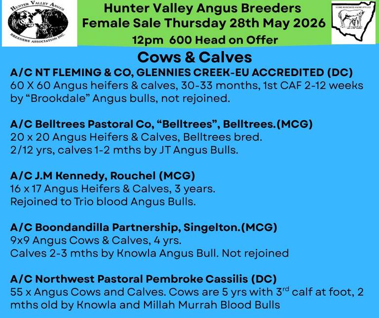 35th Hunter Valley Angus Breeders Association Female Sale | 600 Head | Angus Cattle